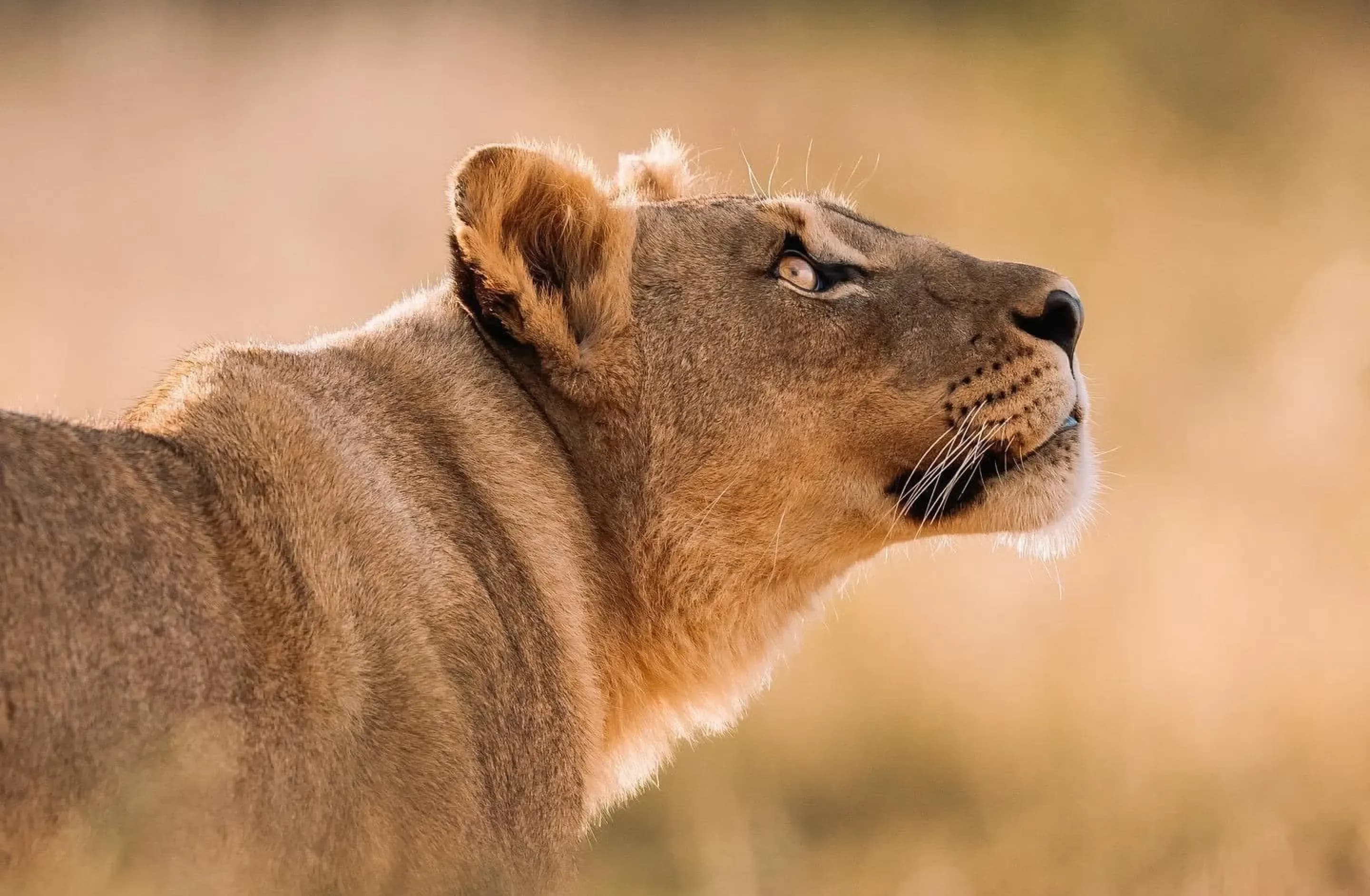 Safari_Banner