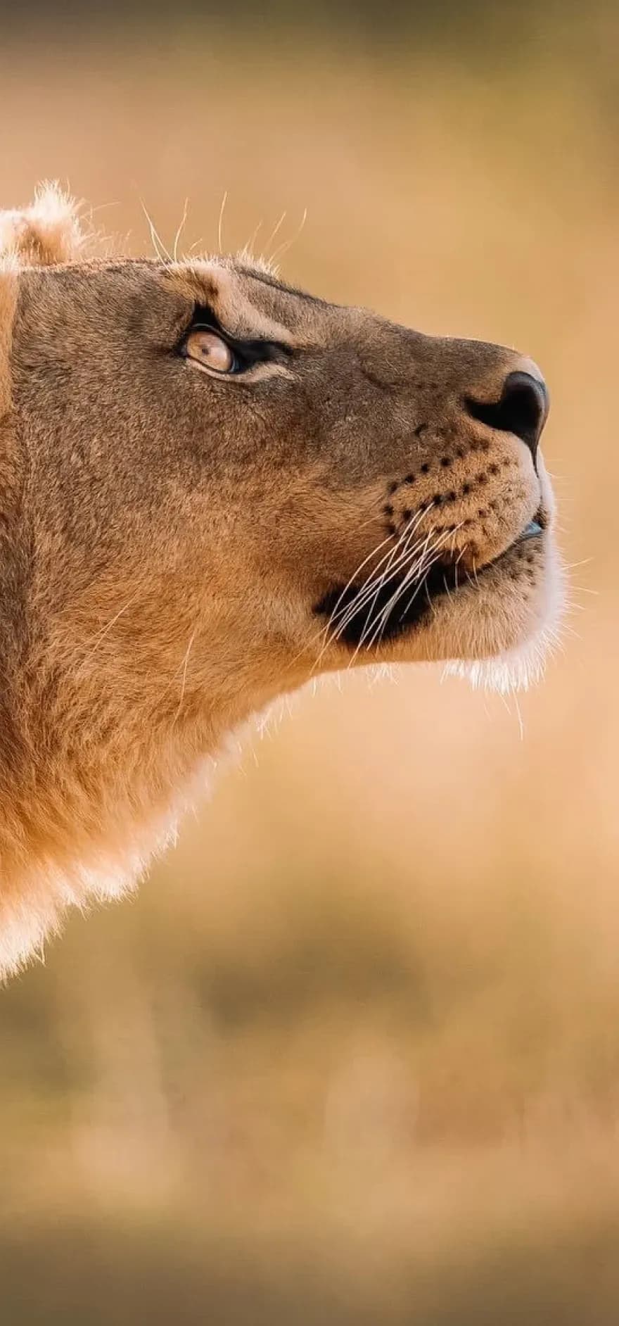 Safari_Mobile_Banner
