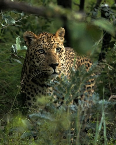 Mhondoro-Game-Lodge-Leopard-Welgevonden