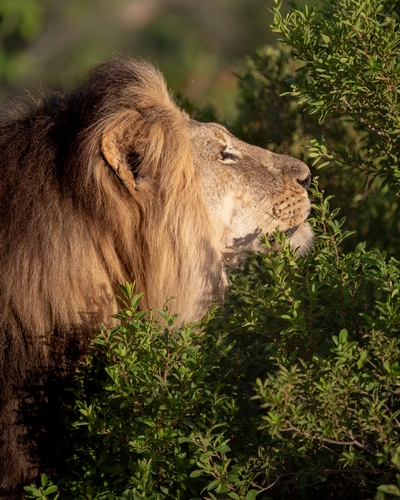 Mhondoro-Safari-Lodge-Villa-Lion-Big-5