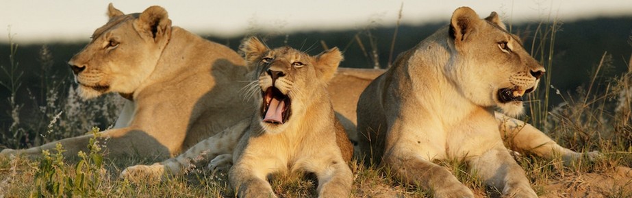 five-star-private-safari-lodge-mhondoro-game-lodge-lions-home