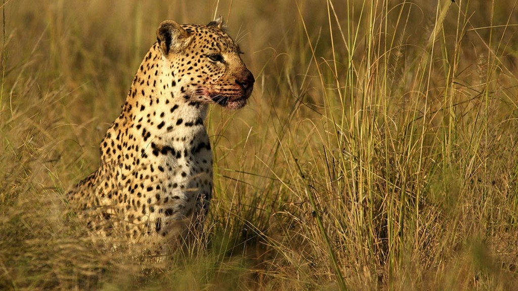 mhondoro-Game-Lodge-leopard