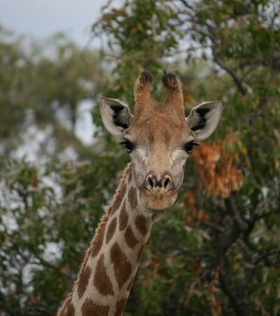 Mhondoro-Game-Lodge-Giraffe-Safari-Game-Drive